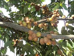 Image result for Myristicaceae