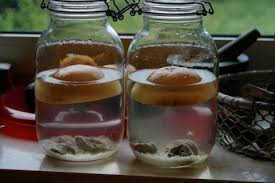 Wasserkefir Pilz Fur Erfrischungsgetrank 9 Rezepte 90 Sonstiges 99 Getranke 991 Alkoholfrei 992 Alkoholische Gundja D Wasserkefir Kefir Eistee Rezept