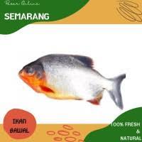 Karunia seafood (depot ikan laut) kabupaten banyumas, jawa tengah. Karunia Seafood Depot Ikan Laut Kabupaten Banyumas Jawa Tengah Hugging Face The Ai Community Building The Future Ikan Dan Seafood Merupakan Bahan Pangan Dari Perairan Baik Perairan Asin Tawar Hingga