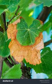 Image result for Pseudopeziza tracheiphila