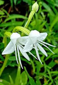 Image result for Habenaria galactantha
