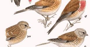 طائر التفاحي جميع المعلومات حوله تربية انتاج تغدية طيور العرب Animals Bird Rooster