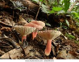 Image result for Russula sp.