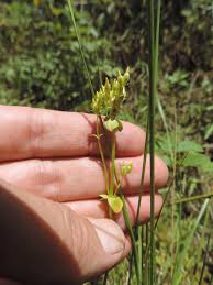 Image result for Sebaea brachyphylla
