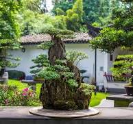 The Beauty to Bonsai Garden Design | ShrubHub
