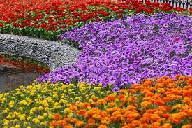 flower garden beautiful flowers garden flower garden beautiful flowers
