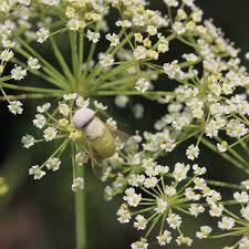 Image result for Secamone filiformis