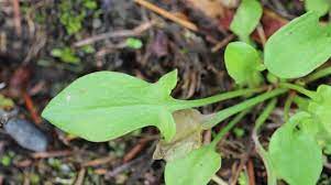 Maybe you would like to learn more about one of these? How To Remove Common Sorrel And Sheeps Sorrel From Your Lawn