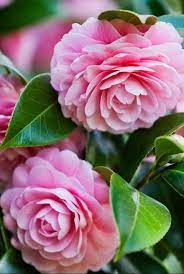 Pin On Beautiful Pink Flowers