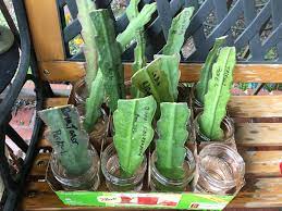 It is very easy to grow cactus cuttings from any of the succulents already growing, whether it is removing a pad or cutting a section from the host. Propagation Station Epiphyllum Cuttings Cactus