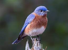 Birds Of The World Thrushes And Allies Turdidae