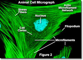 We did not find results for: Molecular Expressions Cell Biology Microfilaments