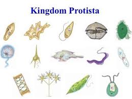 Kingdom Protista Pengertian Ciri Ciri Klasifikasi Contoh