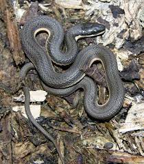 Queen Snake Snake Reptiles And Amphibians Reptiles