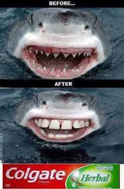 Sharks live stream online if you are registered member of bet365, the leading online betting company that has streaming coverage for more than 140.000 live sports events with live betting during the year. 32 Funny Sharks Ideas Sharks Funny Funny Shark