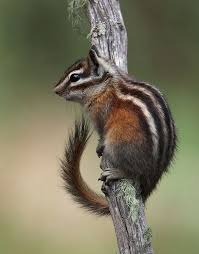 Beauty Rendezvous Animals Wild Chipmunks Cute Animals