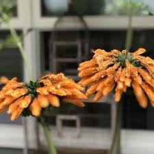 Viimeisimmät twiitit käyttäjältä portland nursery (@pdxnursery). Portland Nursery 173 Photos 166 Reviews Nurseries Gardening 5050 Se Stark St Portland Or Phone Number Yelp