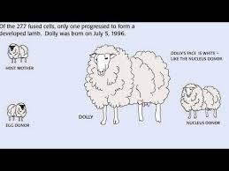 Cloning 101 Youtube Life Science P 143 High School Science Teacher Life Science High School Science