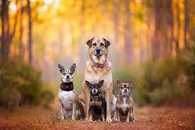 Review the top pet services in portsmouth, nh. Animal Rescue Shelters And Adoption Information In New Hampshire