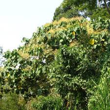 Image result for Neoboutonia