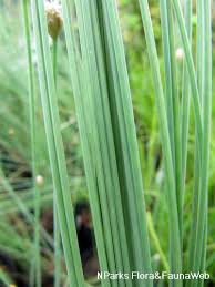 Image result for Fimbristylis aphylla