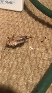 Camel crickets — also known as sprickets, spider crickets and cave crickets — have an arched back and long hind legs. Camel Cricket Found Dead In A Mi Basement Likely Because Of A Raid Trap With These Little White Things Next To It Are They Eggs I Didn T Think They Bred This Time