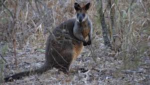 It cools them down in a hot environment. Swamp Wallabies Not The Pickiest Of Eaters The Armidale Express Armidale Nsw