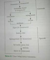 Gambar 1.2 skema pembagian fase siklus reproduksi lumut jika anteredium dan arkegonium berada dalam satu individu, tumbuhan lumut disebut berumah satu (monoesis). Karakteristik Lumut Bryophyta Bioearthworm