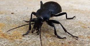 View insects and their relatives. Black Beetles Identification With Pictures Of These Bugs