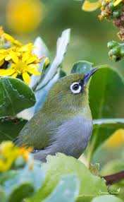 White Bird With Big Eyes Pin On Bird Song White Eyes Yuhinas Babblers