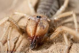 How do camels adapt to their environment? Arizona Man Finds Spider Scorpion Hybrid In Phoenix Daily Mail Online
