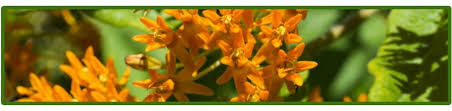 Image result for Asclepias adscendens