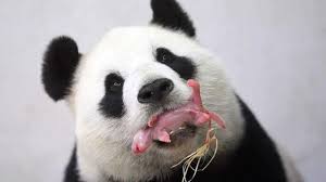 Yeni Dogan Hayvanlar Panda Yavrusu Dev Pandalar Panda