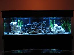 Cichlid Tank Black Sand Google Search Fresh Water Fish Tank Aquarium Fish Freshwater Aquarium