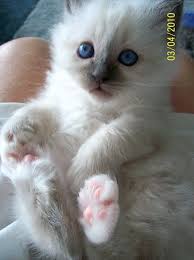 Bird Safe Cat Collar Australia If I Ever Get A New Kitty Cat I Want A Birman Beautiful Cats Pet Birds Cute Pictures