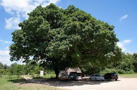 Image result for Ficus welwitschii
