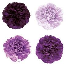 Add light and dark shades of purple daisies to your bouquet. Purple Carnation Flowers Diy Wedding Flowers Fiftyflowers