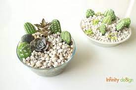 diy ปล กไม ตาย เล ยงไม โต กระบองเพชรจากห น หมอนอ ง สวนขวดแก ว กรอบร ป