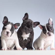 French bulldogs are one of the most expensive breeds, costing between $1,400 and an astonishing $8,500. Rare Colors In French Bulldogs