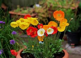 Pour some poppy seeds into your hand and sprinkle them very thinly across the ground to create natural looking drifts. Growing Poppies In Pots Care How To Grow Poppies In Containers Balcony Garden Web