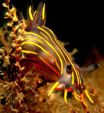 Image result for Eulalia polyneura