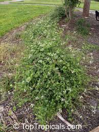 Image result for Plumbago zeylanica