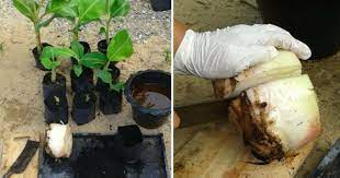 Cara tanam pohon pisang agar pohon tidak tinggi,biasanya pisang yang ditanam secara normal maka pohon pisang. Nak Hasilkan Anak Pokok Pisang Secara Banyak Dan Cepat Ikut Cara Ini Impiana