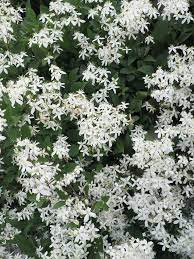 For flowering vines that sprawl, such as climbing roses, use garden ties or stretchy fabric, like old pantyhose, to help them get established. Top 10 Flowering Climbers For An Indian Garden Shade Perennials Clematis Armandii Indian Garden