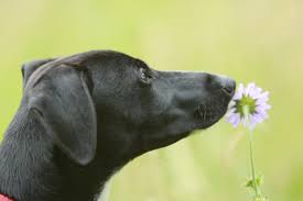 Dog shaped flowers loved by our customers. Plants Poisonous To Dogs Blue Cross