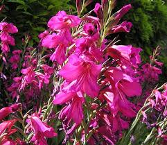 Image result for Gladiolus zambesiacus