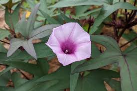 Image result for Ipomoea barteri