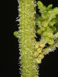 Image result for Dysphania pumilio