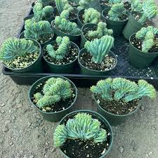 Image result for Myrtillocactus geometrizans