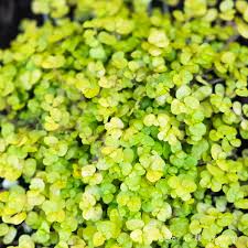 Image result for Soleirolia